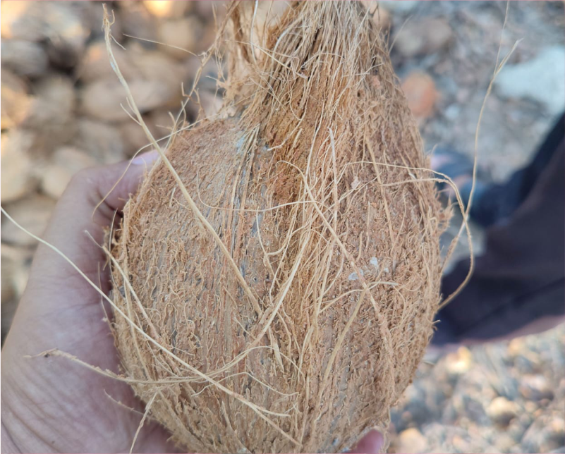 Fresh Coconut Exporter